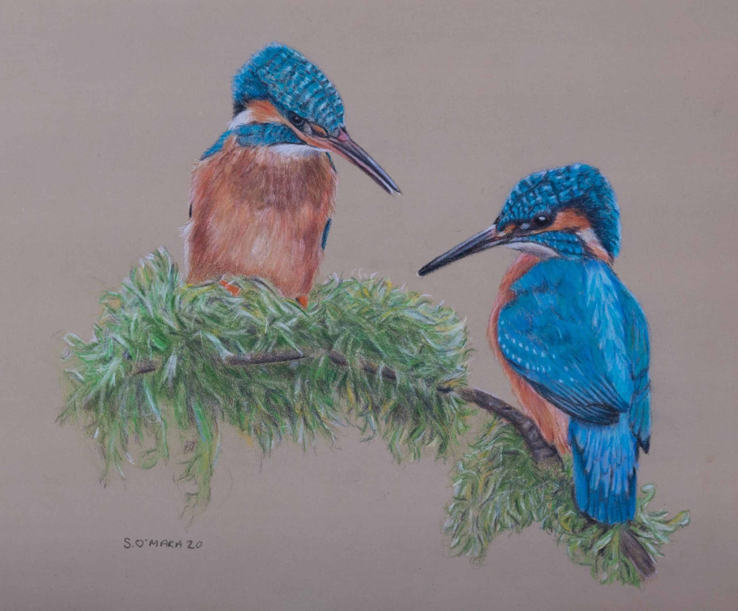 Kingfisher Couple