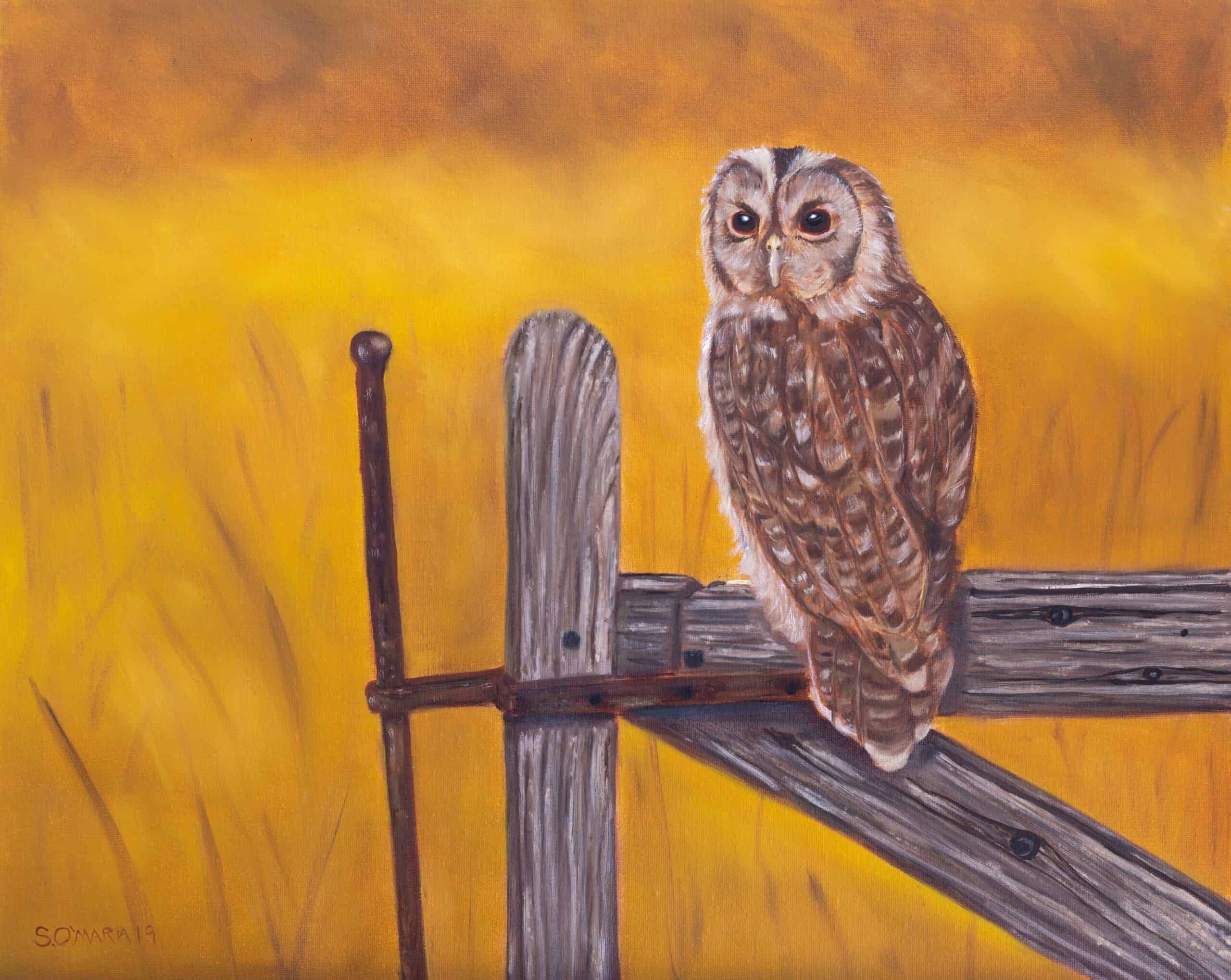 Tawny Owl at Sunset